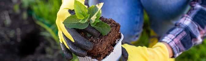 A closeup of a person's hands, wearing yellow gardening gloves while holding a small potted plant.