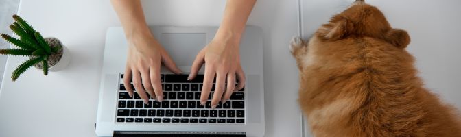 working on a laptop at home with small dog on desk